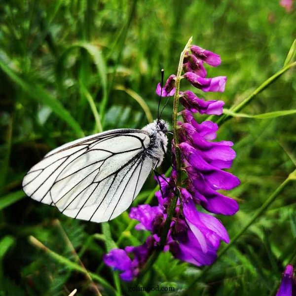  عکس گل و پروانه برای پروفایل واتساپ