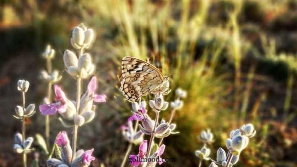  عکس گل و پروانه برای پروفایل واتساپ