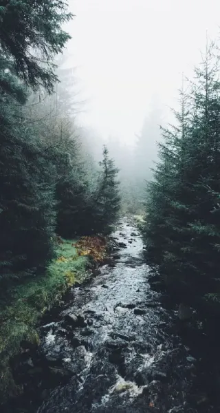  تصویر زمینه دریا و جنگل