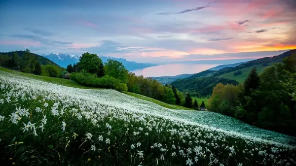  والپیپر طبیعت کوهستانی سرسبز