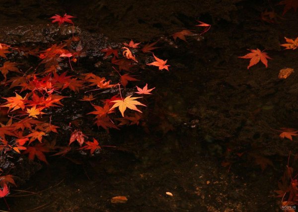  تصویر زمینه برگ پاییزی بر روی آب