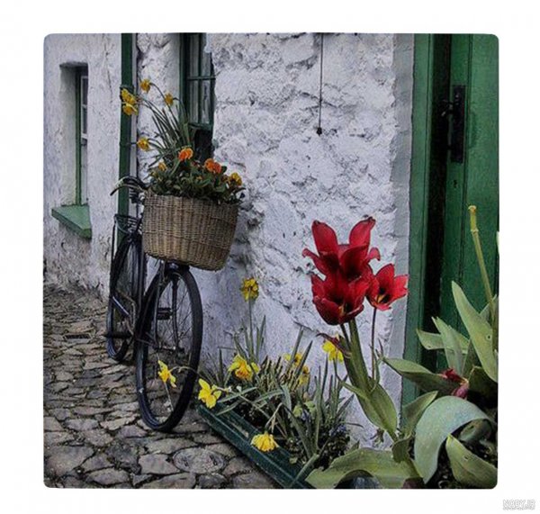  عکس پروفایل دوچرخه و گل