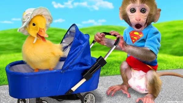  عکس میمون برای پروفایل