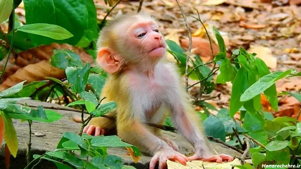  عکس میمون برای پروفایل