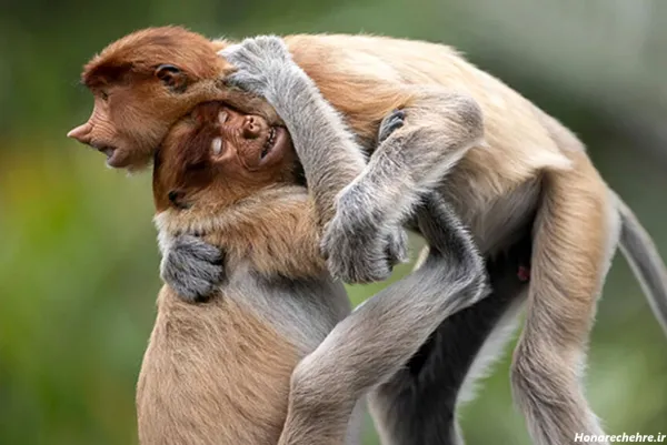  عکس میمون برای پروفایل