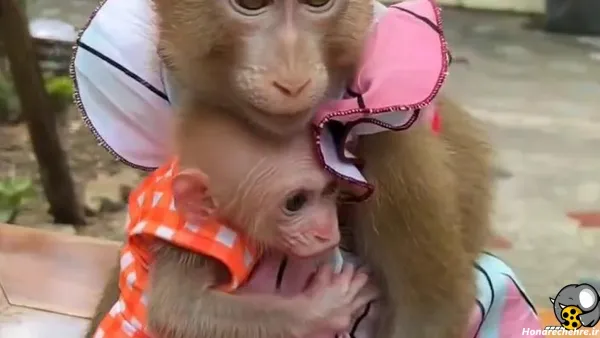  عکس میمون برای پروفایل