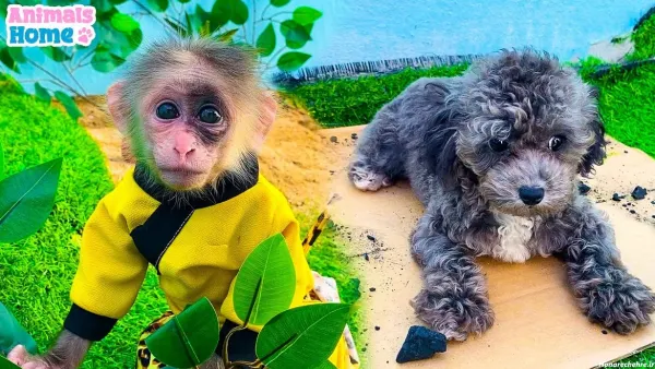  عکس میمون برای پروفایل