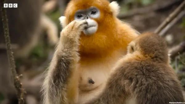  عکس میمون برای پروفایل