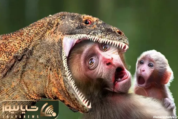  عکس میمون برای پروفایل