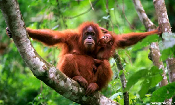  عکس میمون برای پروفایل