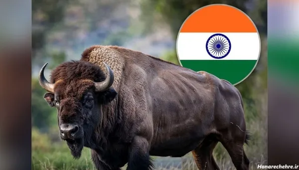  عکس گاو وحشی شاخ دار