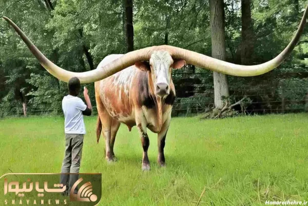  عکس گاو وحشی شاخ دار