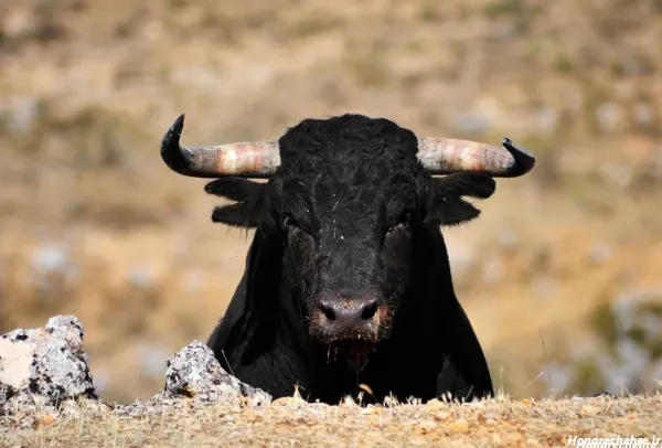  عکس گاو وحشی شاخ دار