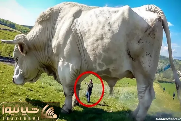  عکس گاو وحشی شاخ دار