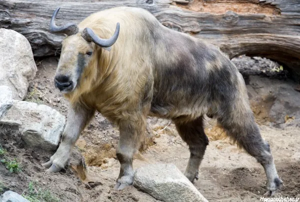  عکس گاو وحشی شاخ دار