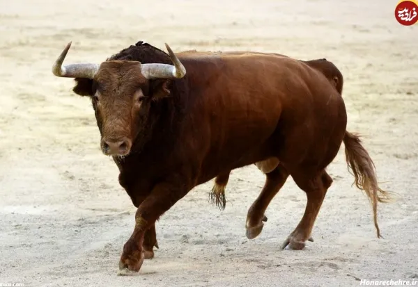  عکس گاو وحشی شاخ دار