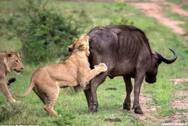  عکس گاو وحشی شاخ دار