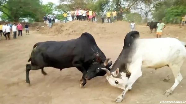  عکس گاو وحشی شاخ دار