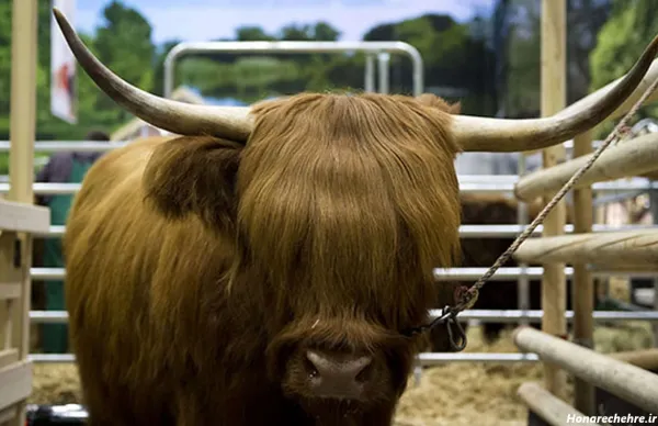  عکس گاو وحشی شاخ دار