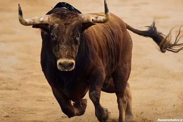  عکس گاو وحشی شاخ دار