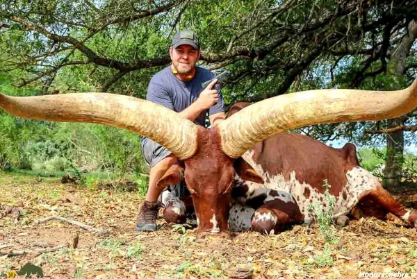  عکس گاو وحشی شاخ دار