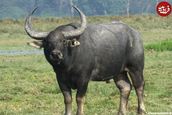  عکس گاو وحشی شاخ دار