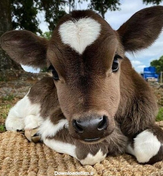 عکس گاو خنده دار