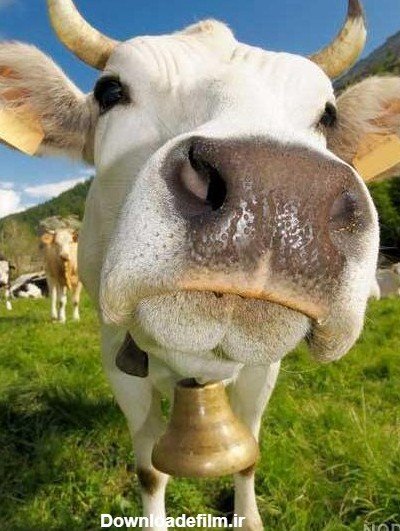 عکس گاو خنده دار