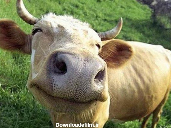  عکس گاو برای پروفایل