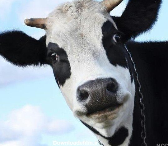  عکس گاو برای پروفایل