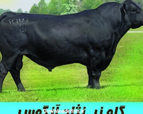 عکس گاو خنده دار