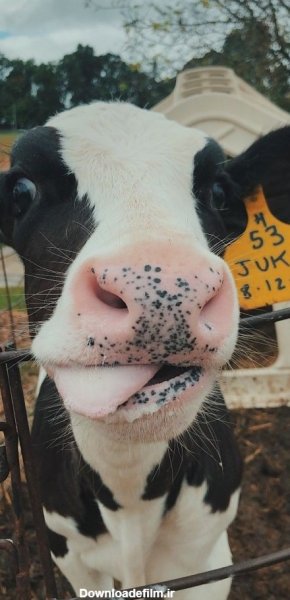 عکس گاو خنده دار