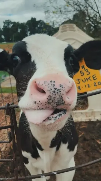  عکس گاو واقعی