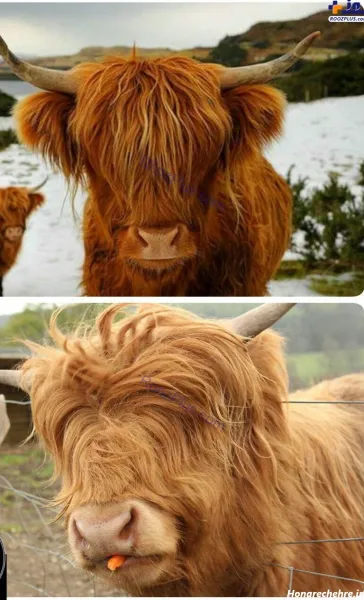  عکس گاو خنده دار