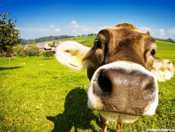  عکس گاو خنده دار