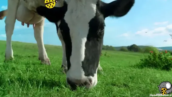  عکس گاو خنده دار