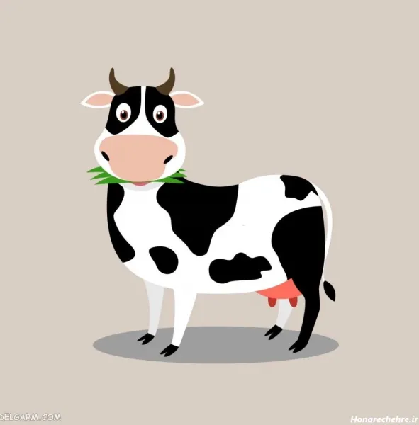  عکس گاو خنده دار