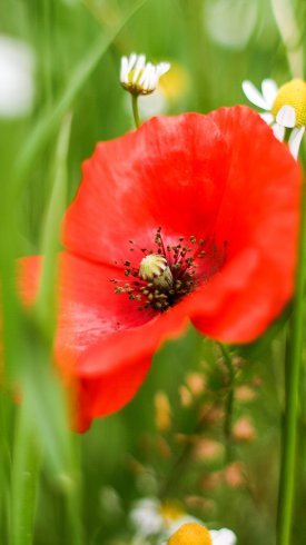  عکس کیفیت فول اچ دی