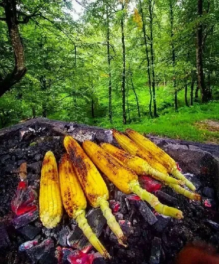  عکس مراتع سرسبز شمال ایران