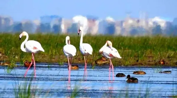  تصویر زمینه شمال ایران در زمستان