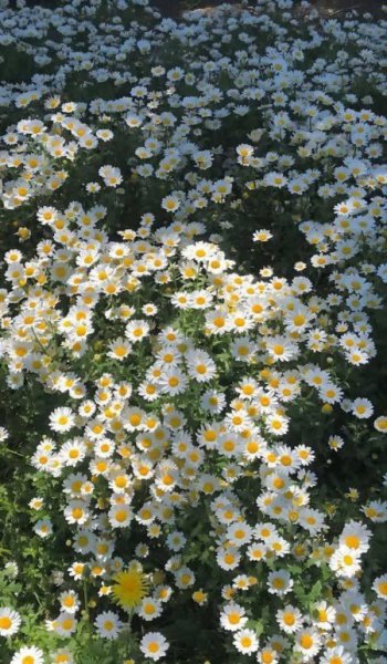  والپیپر سه بعدی سبز برای صفحه گوشی