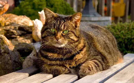  عکس گربه کوچولو پشمالو برای دسکتاپ