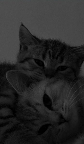  عکس گربه برای پس زمینه گوشی