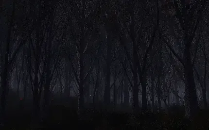 عکس جنگل ترسناک و تاریک برای دسکتاپ