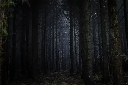  عکس جنگل ترسناک و تاریک برای دسکتاپ