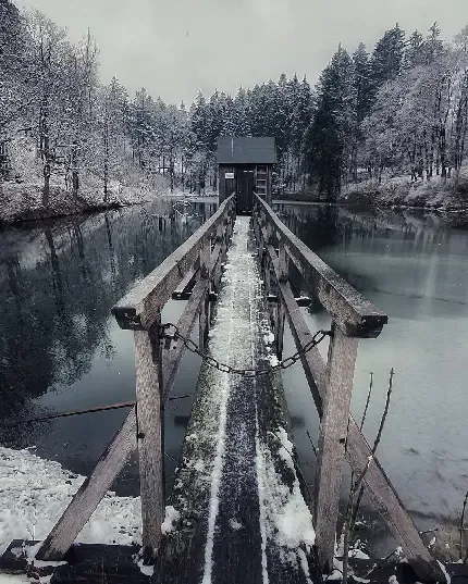 عکس بک گراند جنگل برفی زیبا