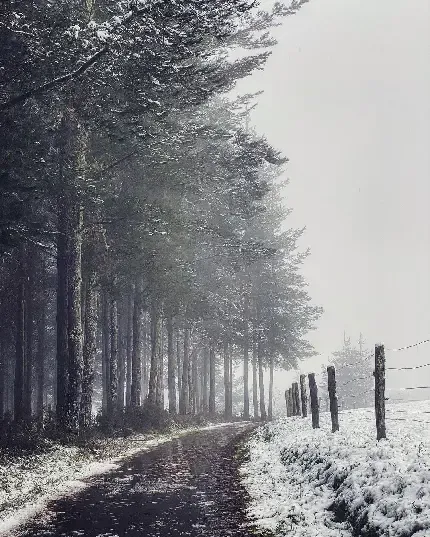  عکس بک گراند جنگل برفی زیبا