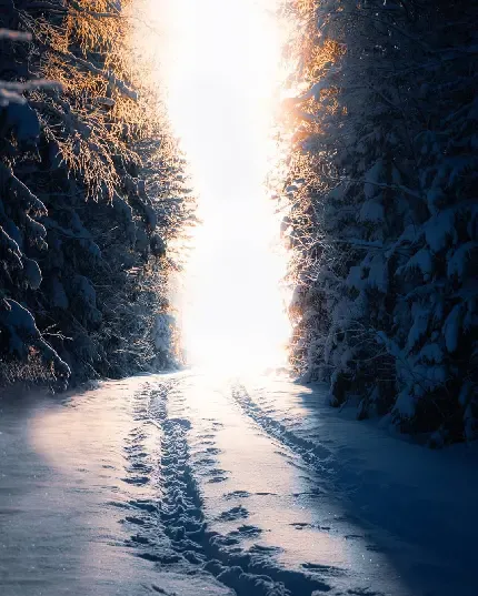  عکس بک گراند جنگل برفی زیبا