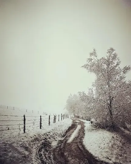  عکس بک گراند جنگل برفی زیبا