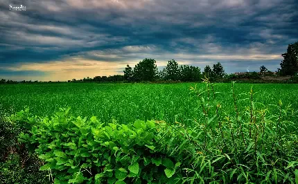  عکس تصویر زمینه مزارع برنج در کشور چین